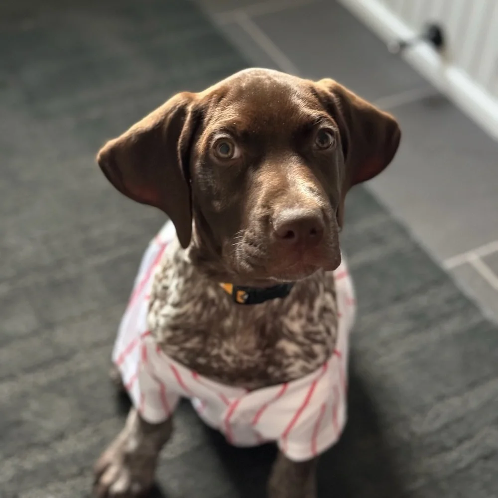 Pets First Philadelphia Phillies Jersey